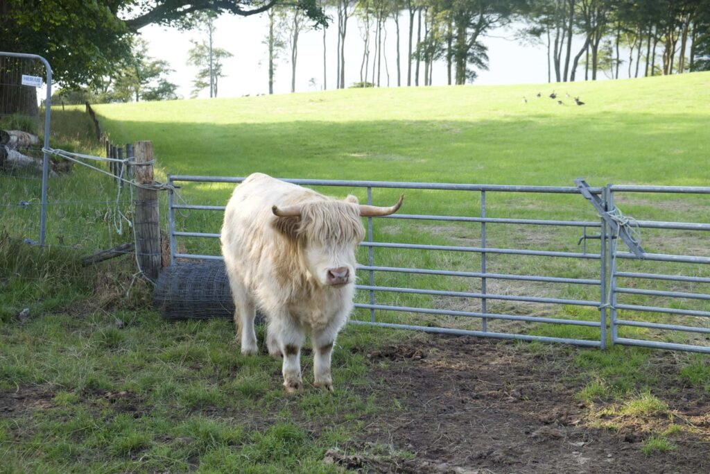 highland cows