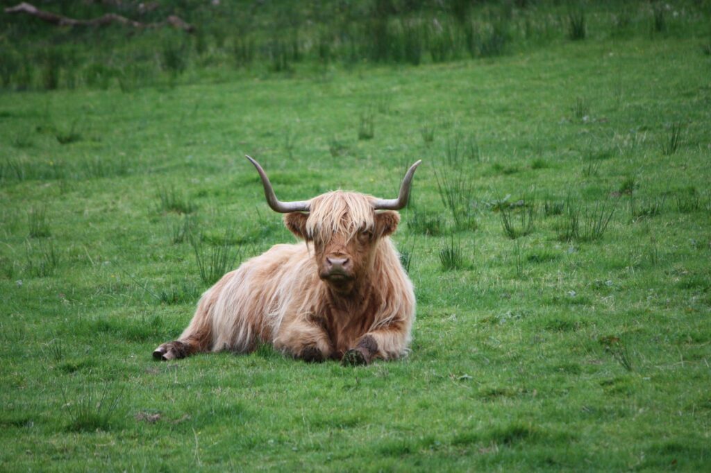 highland cows