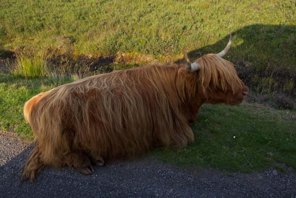 highland cows