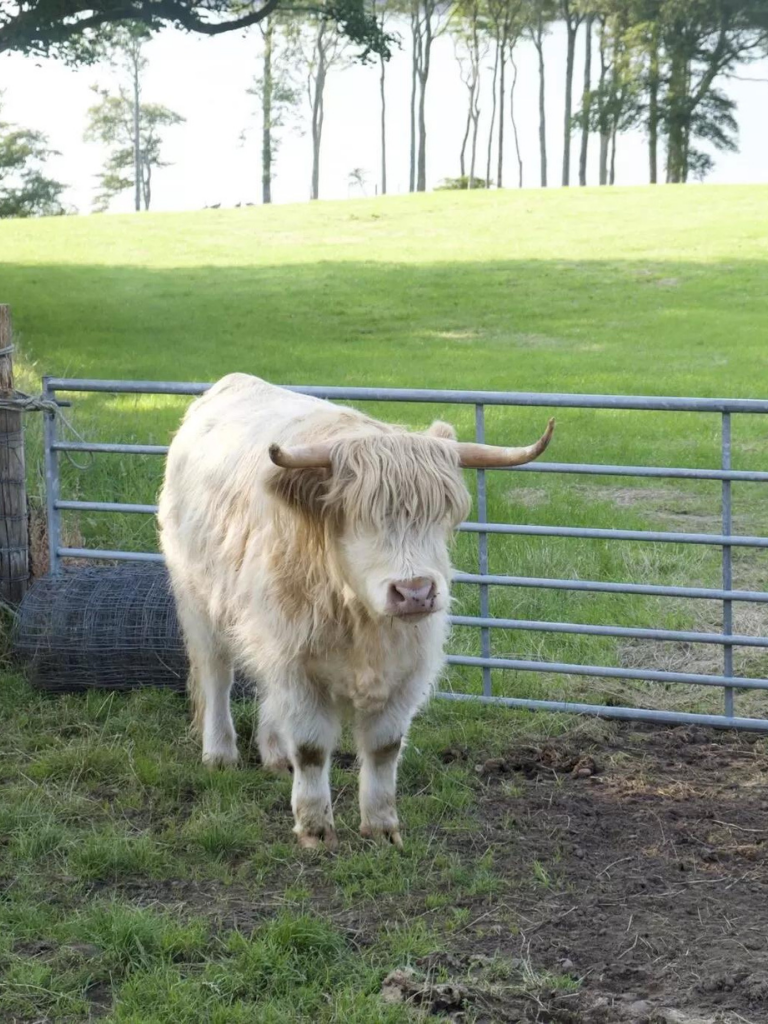 Soule: Highlander Cows Make Superb Pets!