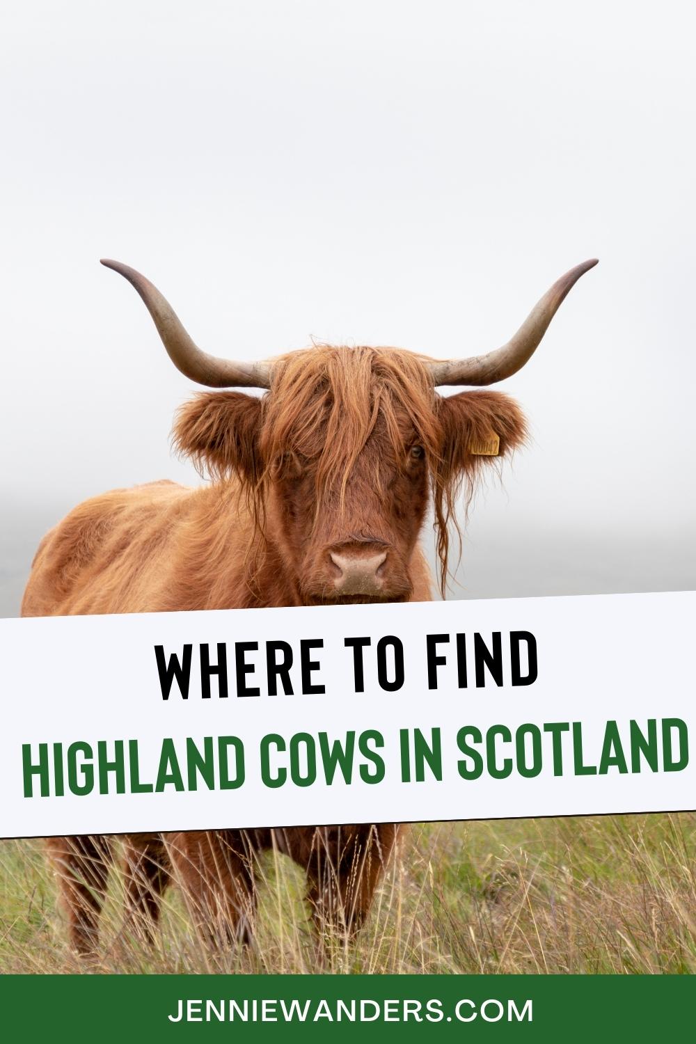 visit scotland highland cows