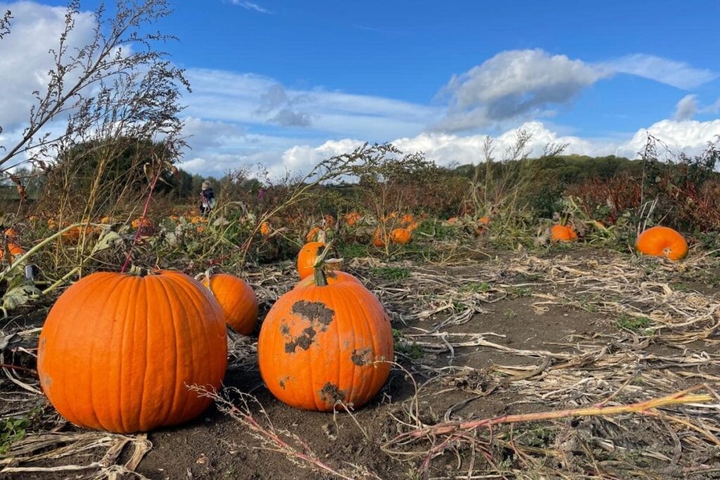 Where are the best places to go pumpkin picking near London