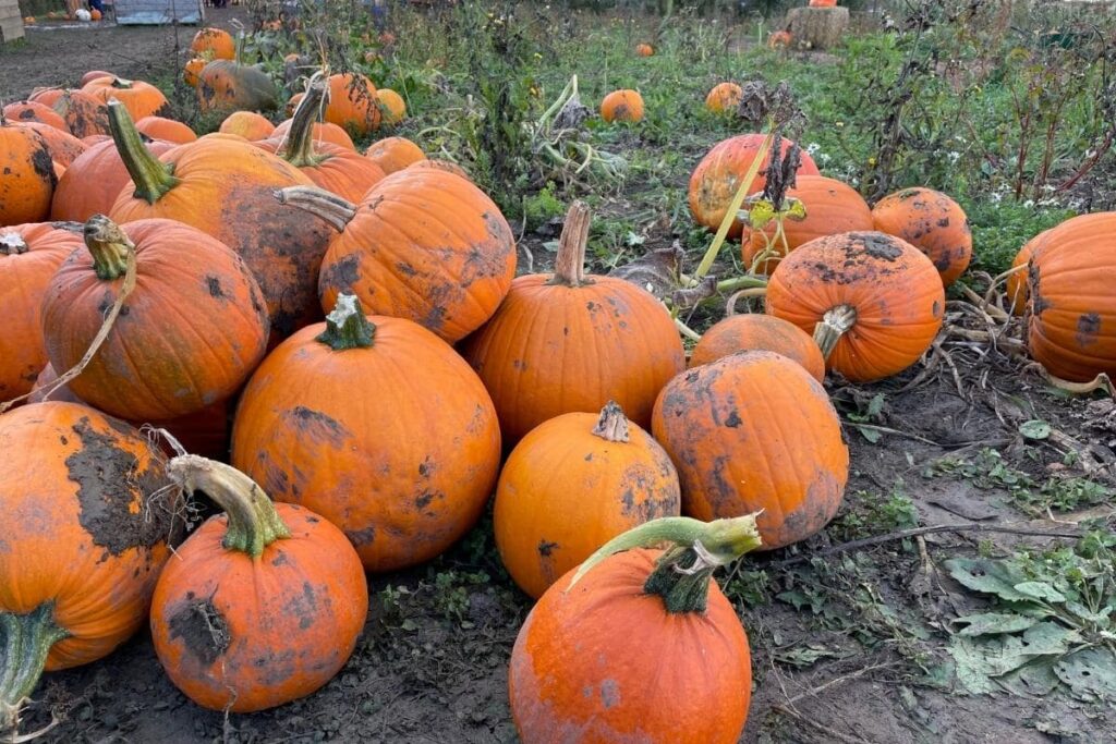 pumpkin picking near London