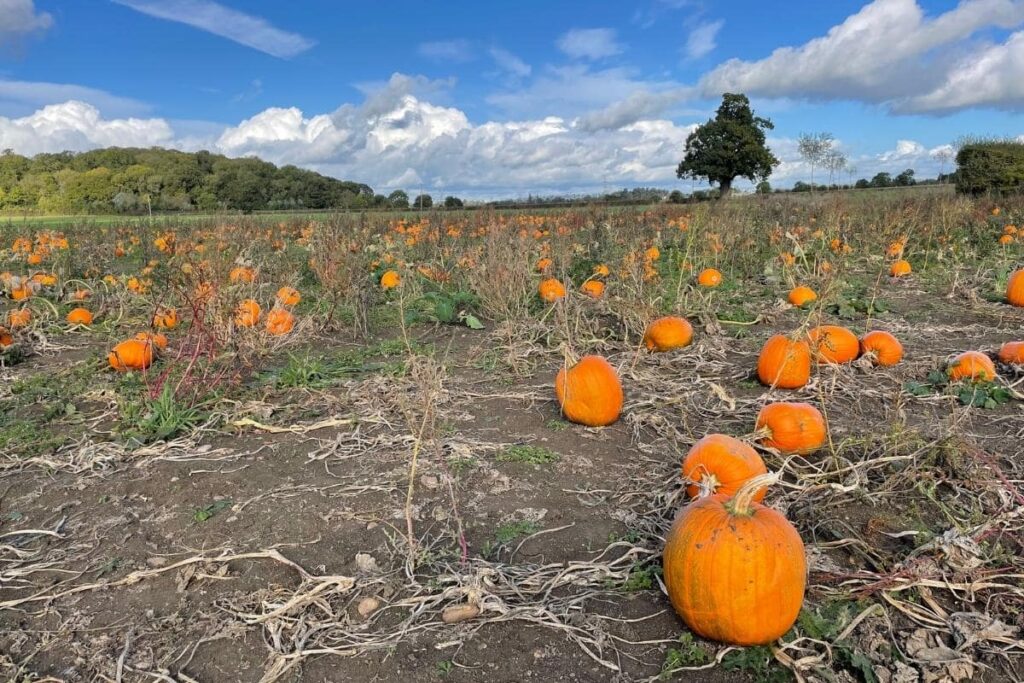 pumpkin picking near London