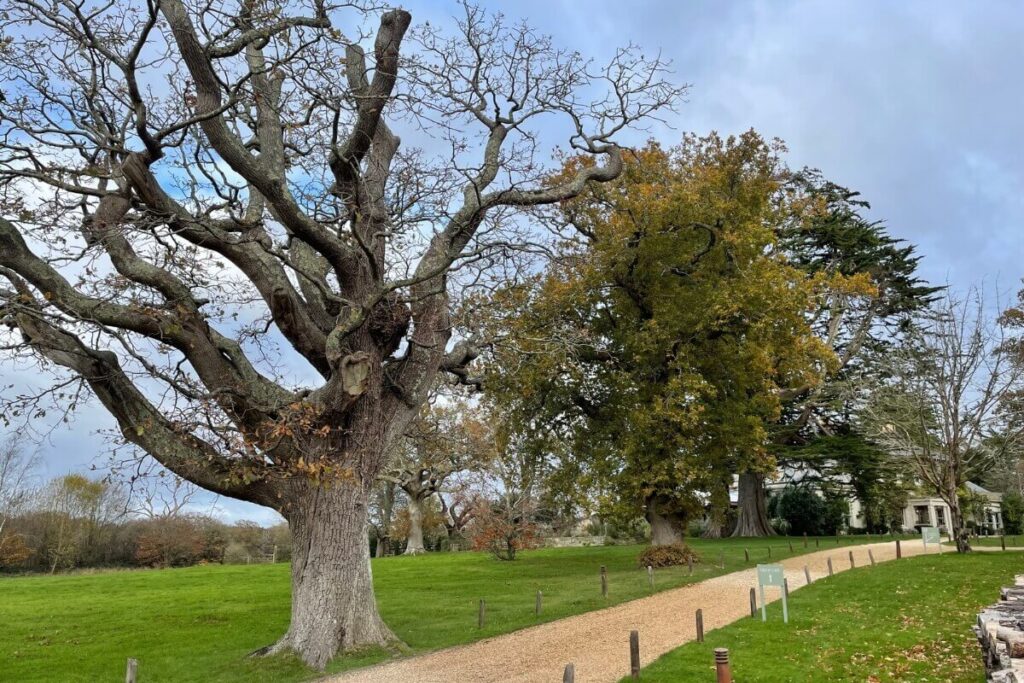 One of the most famous walks in New Forest 