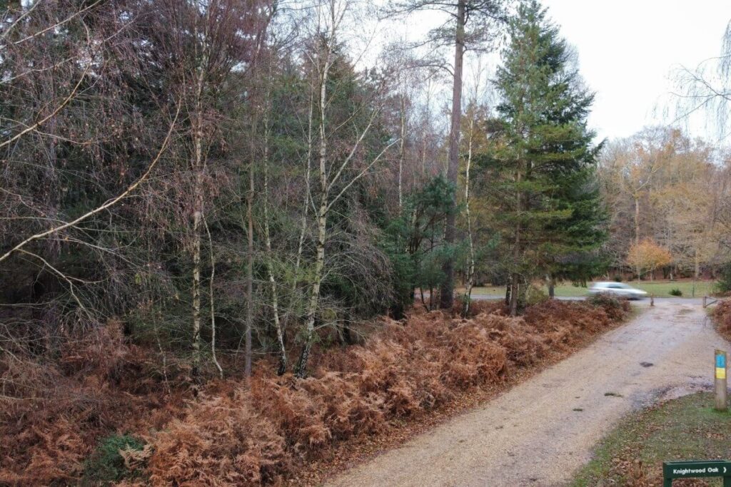 One of the most famous walks in New Forest 