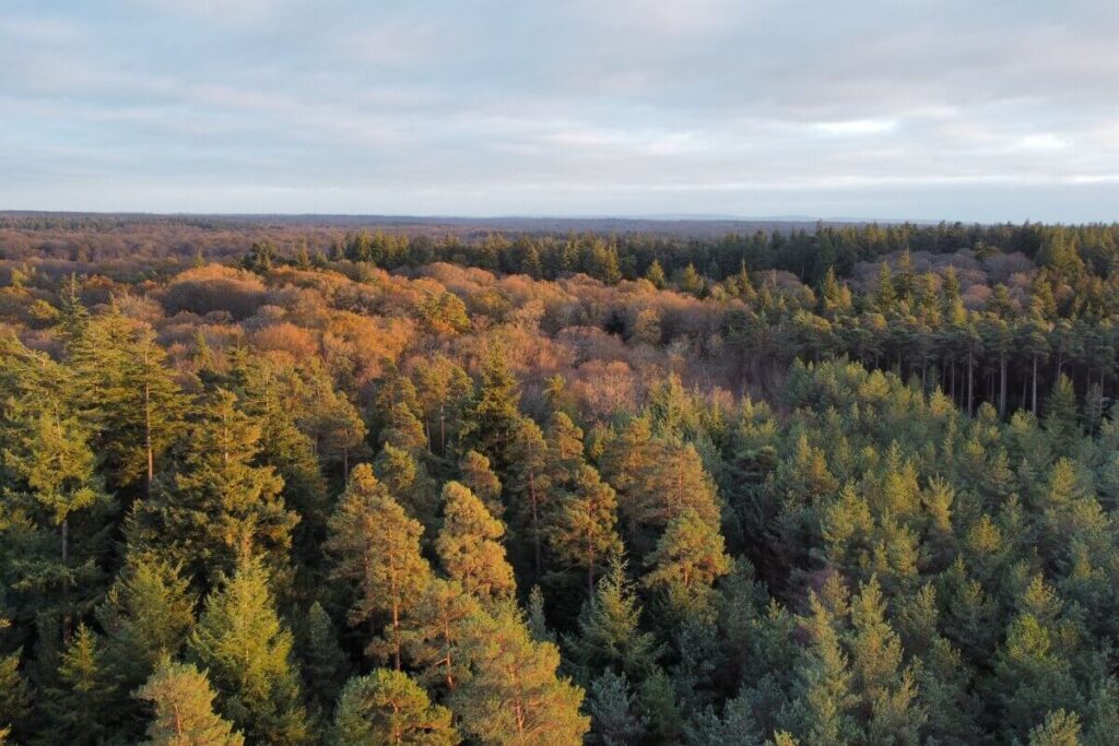 One of the most famous walks in New Forest 