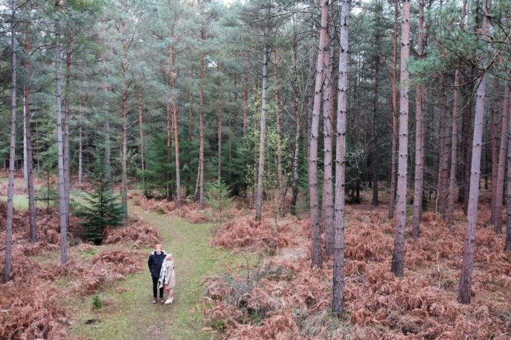 One of the most famous walks in New Forest 