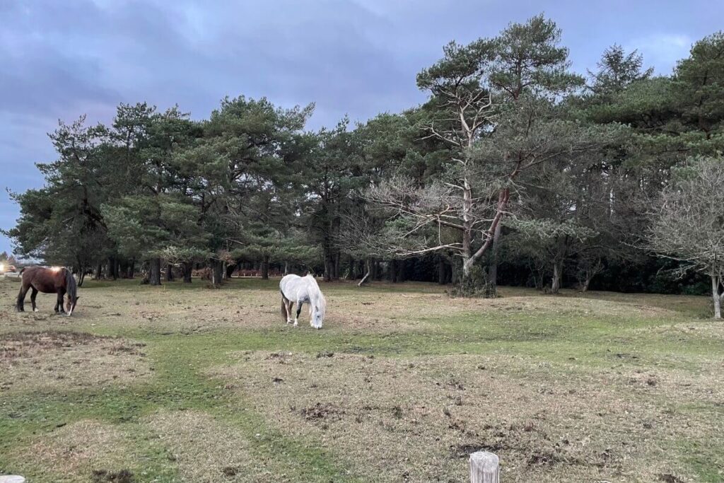 One of the most famous walks in New Forest 
