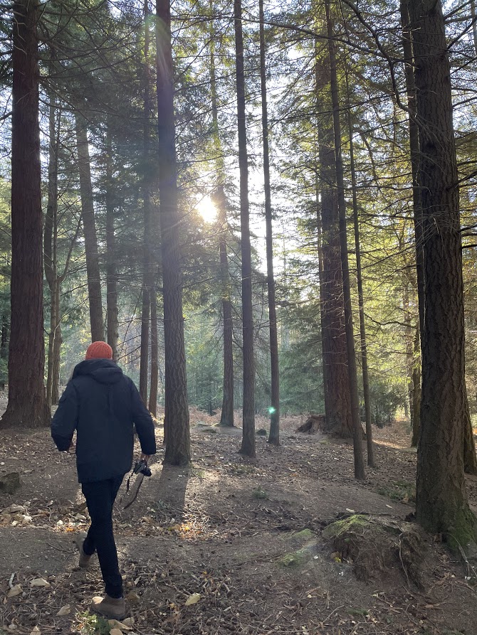 21 Best Walks in New Forest » Jennie Wanders | Backpacking + Adventure Blog