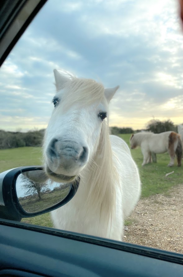 21 Best Walks in New Forest With AMAZING Scenery!