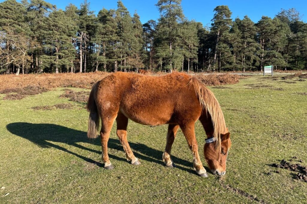 Best pubs in New forest