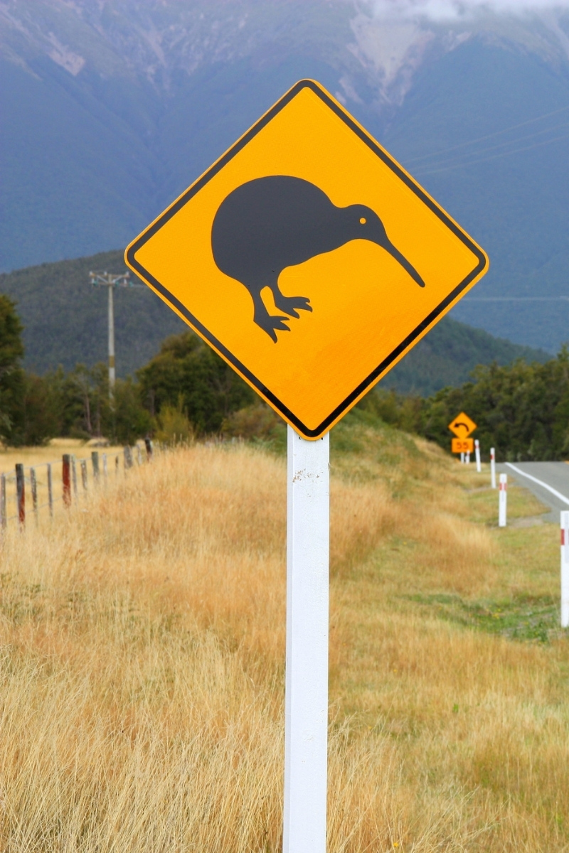 kiwi on the side of the road in new zealand