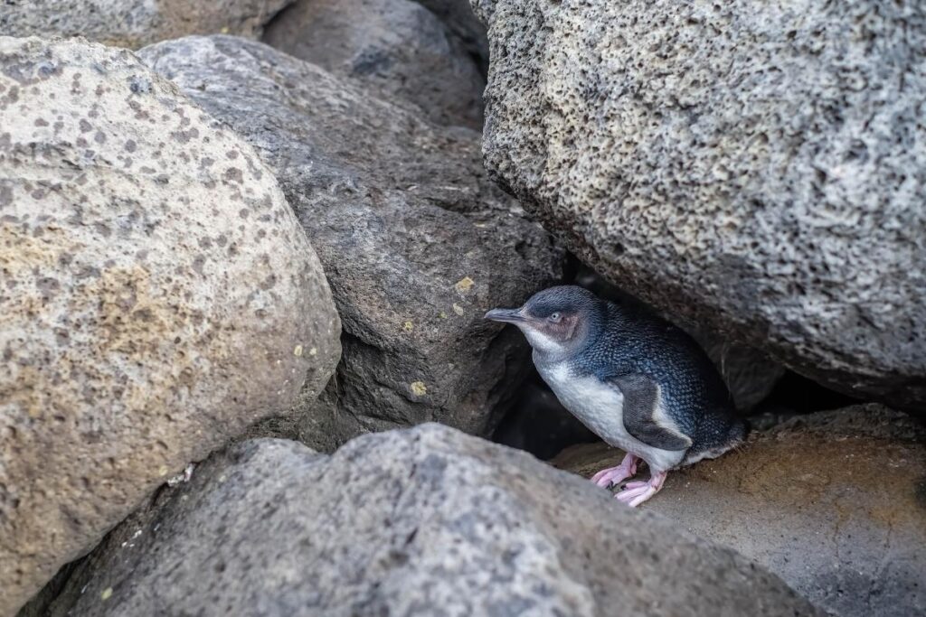 penguin hiding under rock in st kilda melbourne