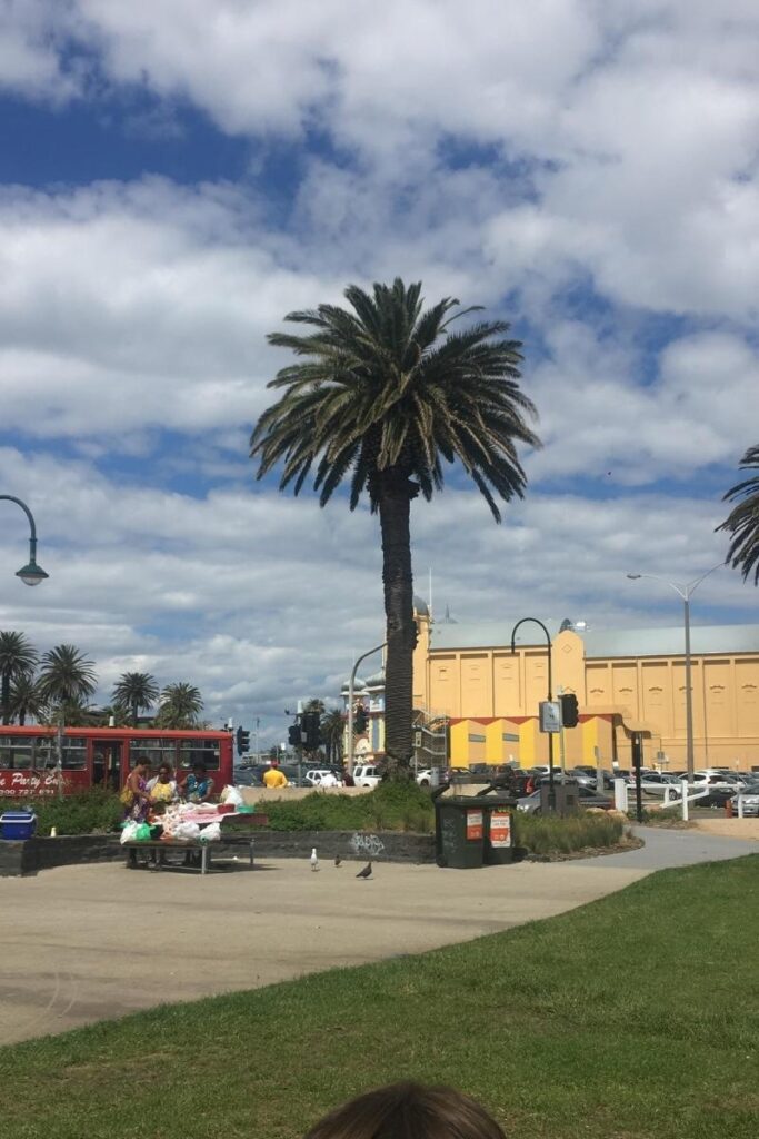 st kilda beach palm tree