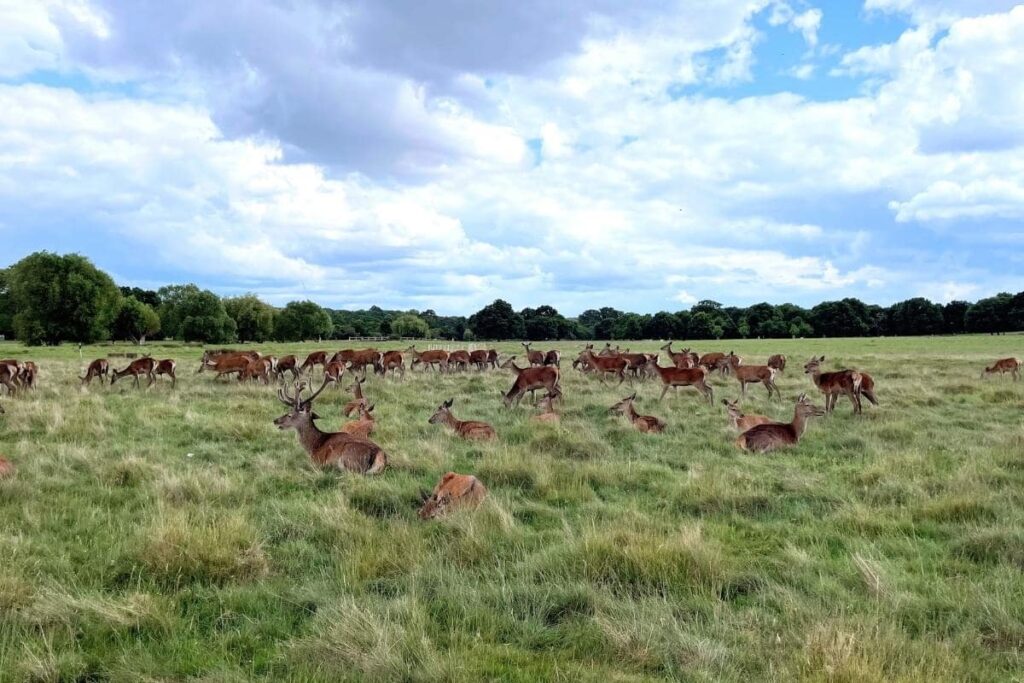 walks near richmond