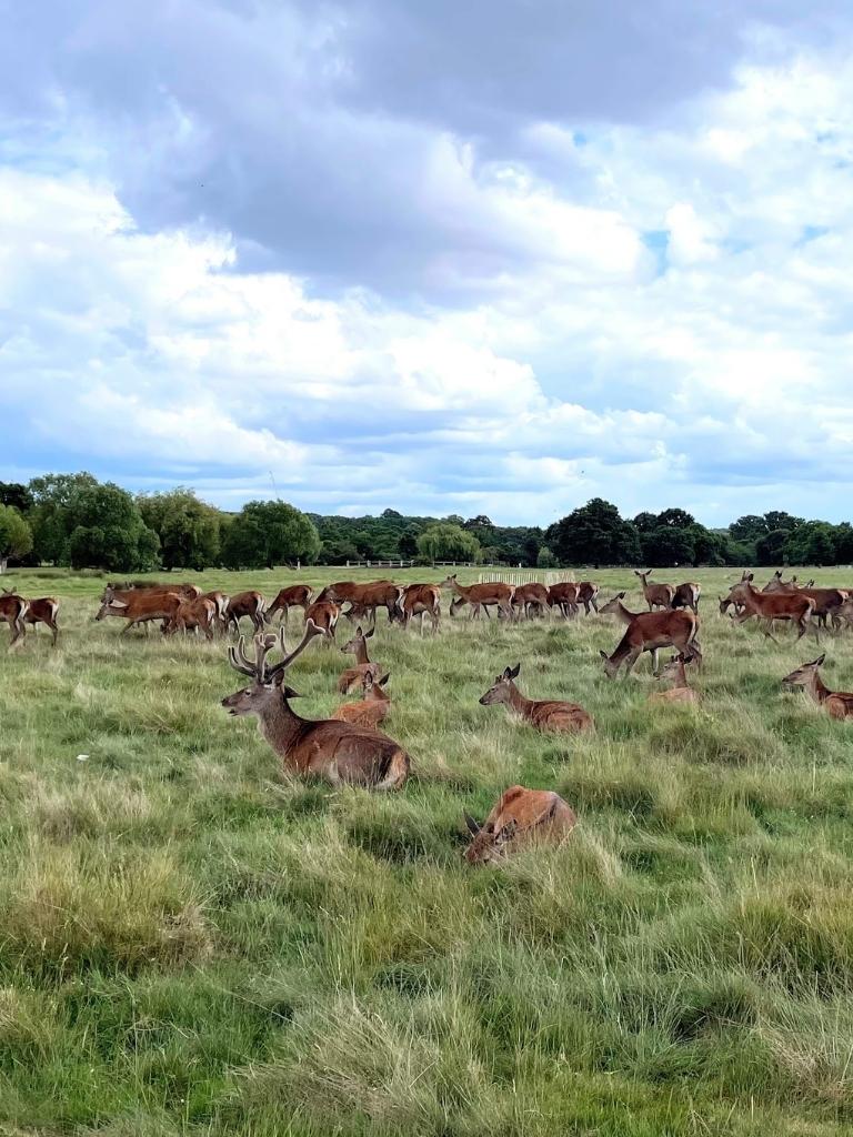 Walks Near Richmond, London: A Local’s Guide (2023)