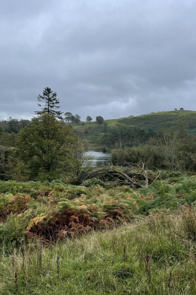 Tarn Hows Walk