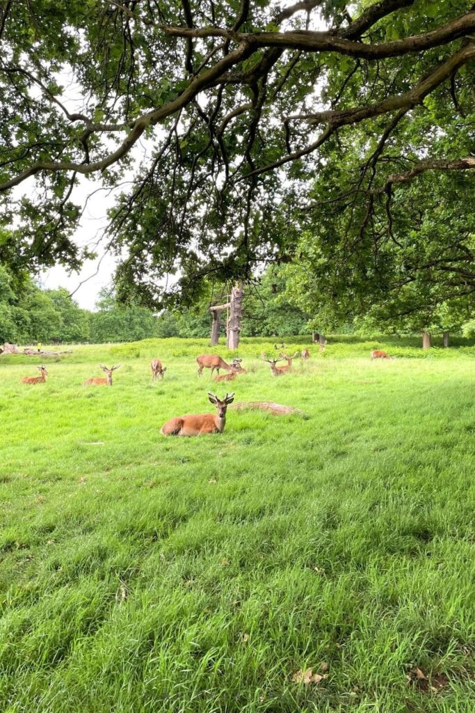 Walks near Putney