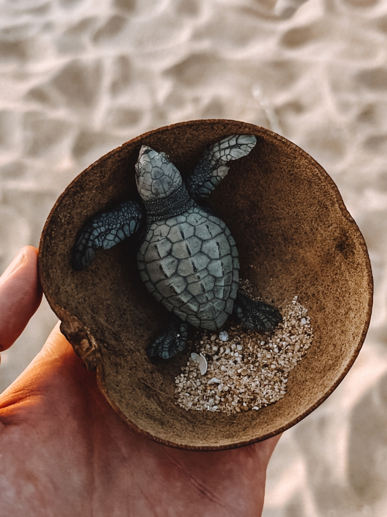 Turtle Release Puerto Escondido, Playa Bacocho (2023)