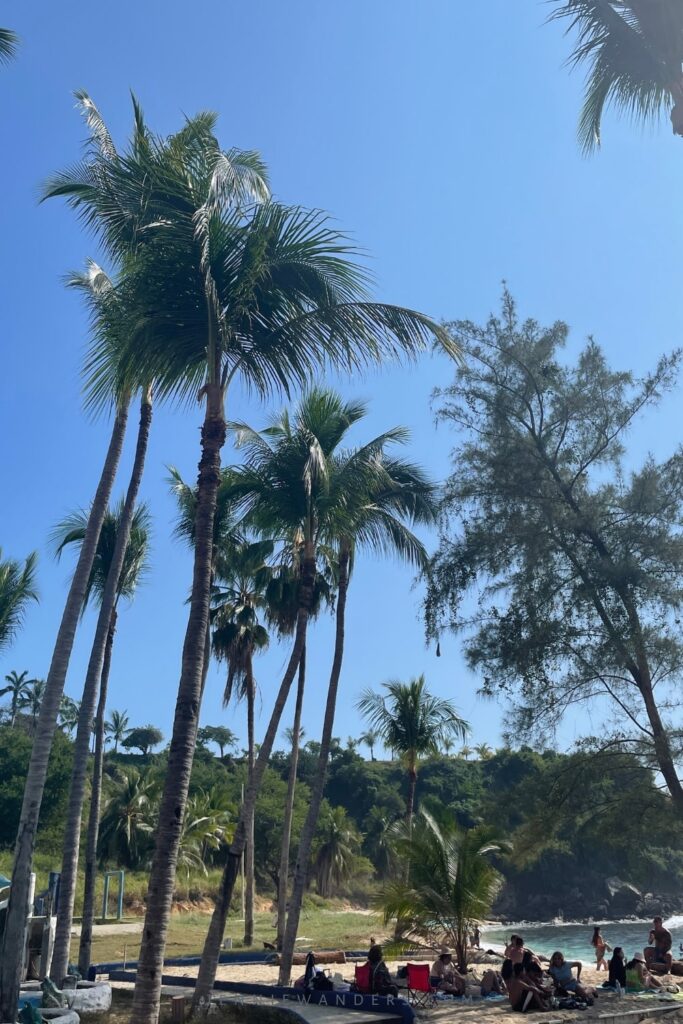 Playa Coral palm trees