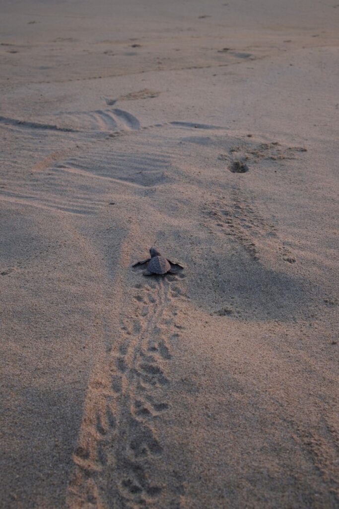 Turtle Release Puerto Escondido