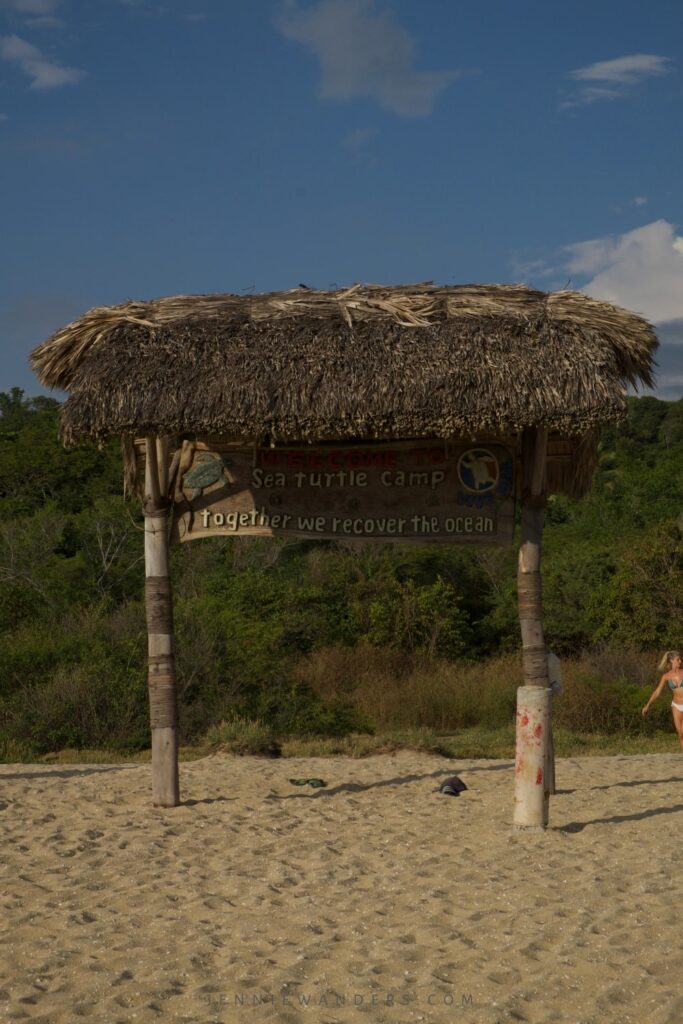 Turtle Release Puerto Escondido