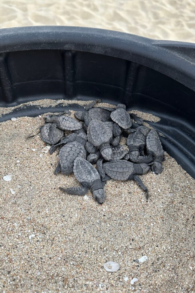 Turtle Release Puerto Escondido