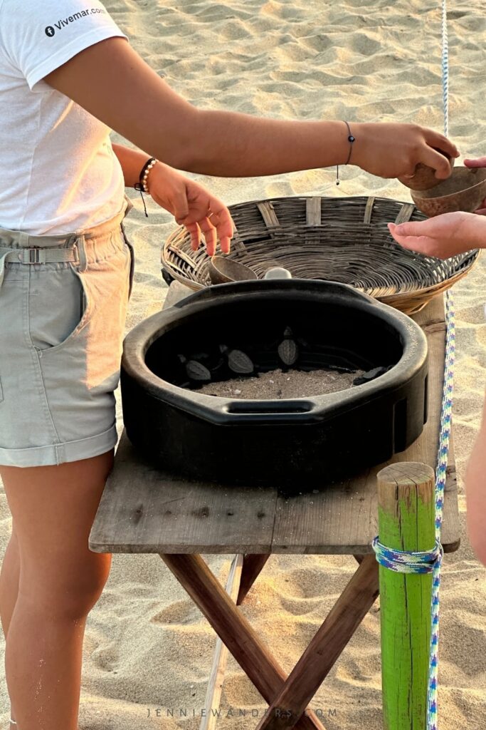 Turtle Release Puerto Escondido