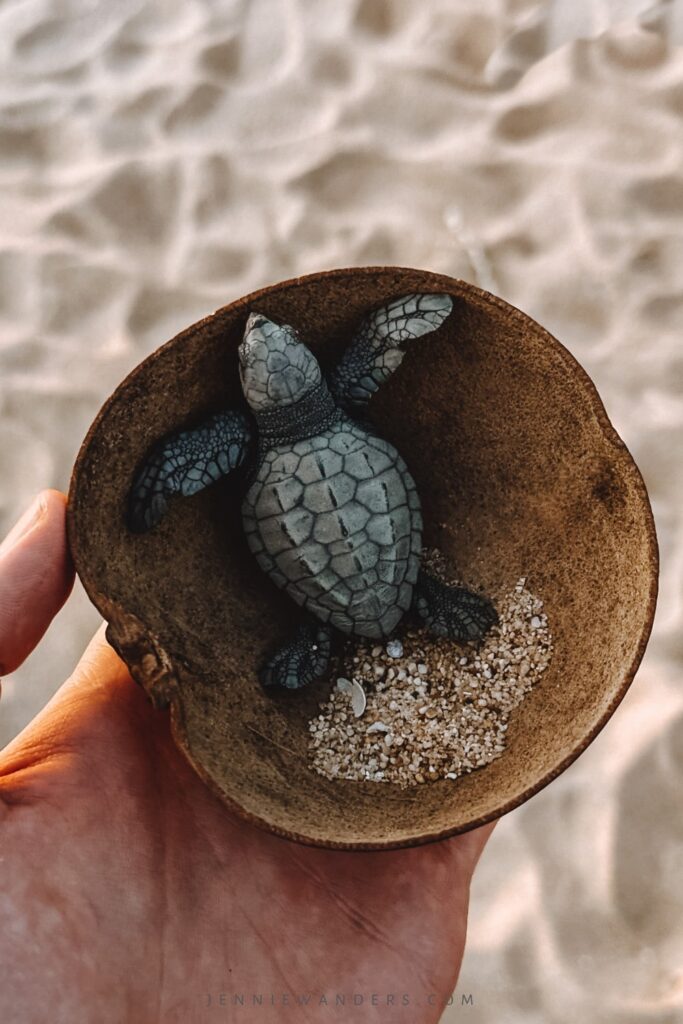 Turtle Release Puerto Escondido