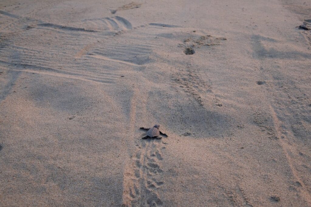 Turtle Release Puerto Escondido