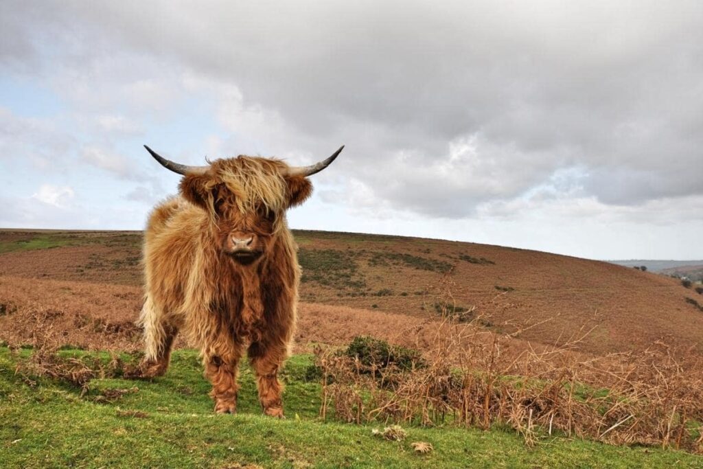 highland cattle scotland visit