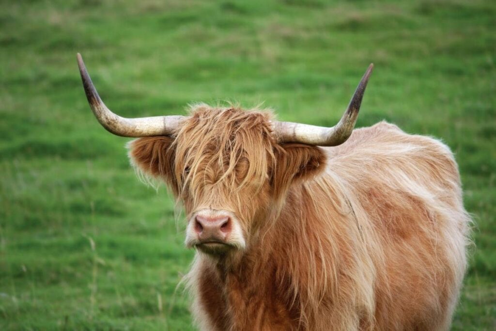 highland cows in scotland 