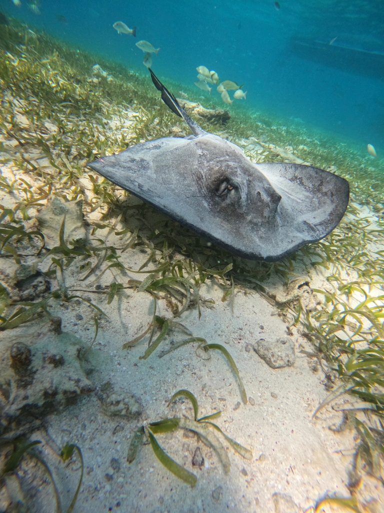 Caye Caulker snorkeling