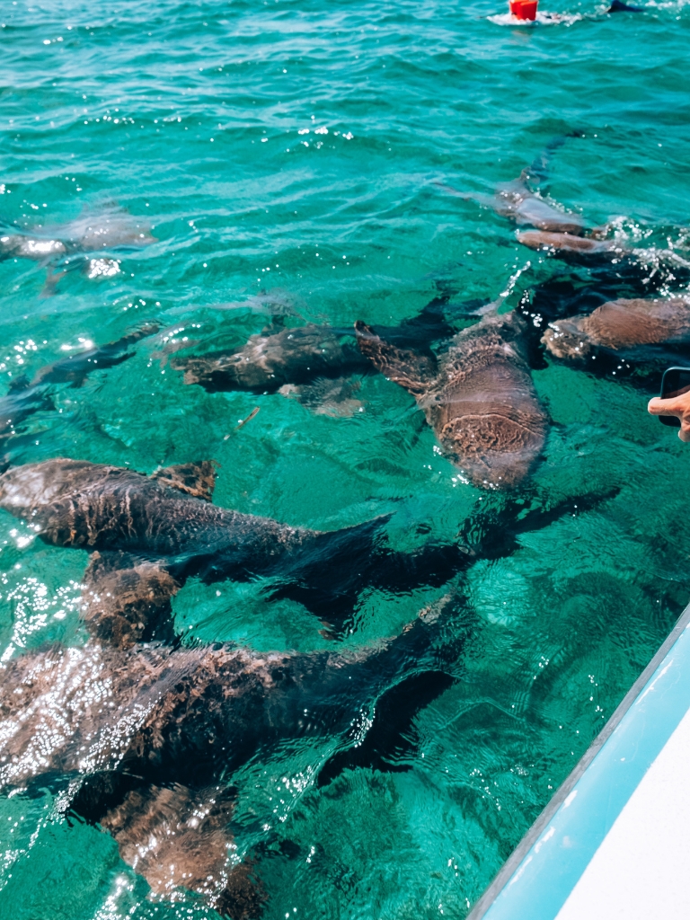 Snorkeling in Caye Caulker: COMPLETE Guide!