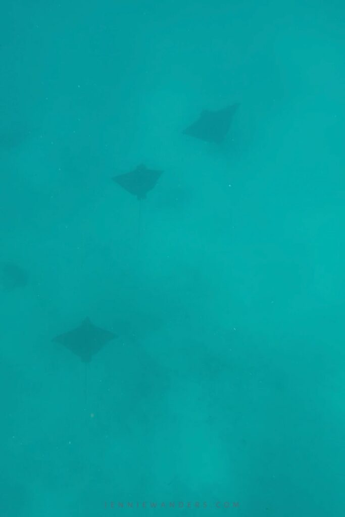 Snorkeling in Caye Caulker