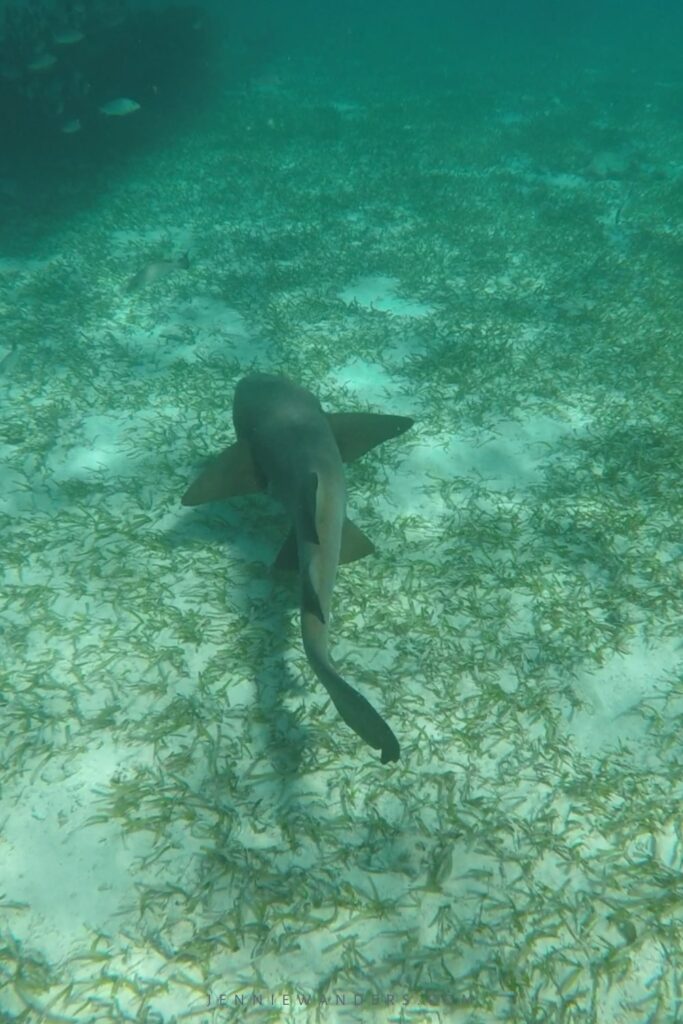 Snorkeling in Caye Caulker Belize