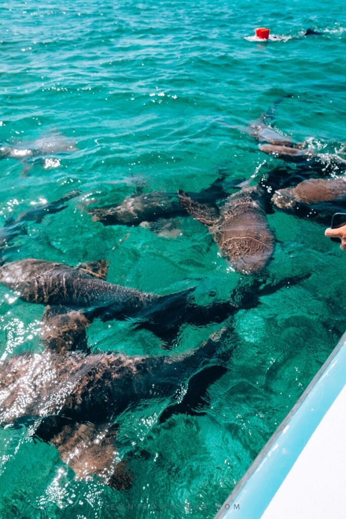 Snorkeling in Caye Caulker Belize