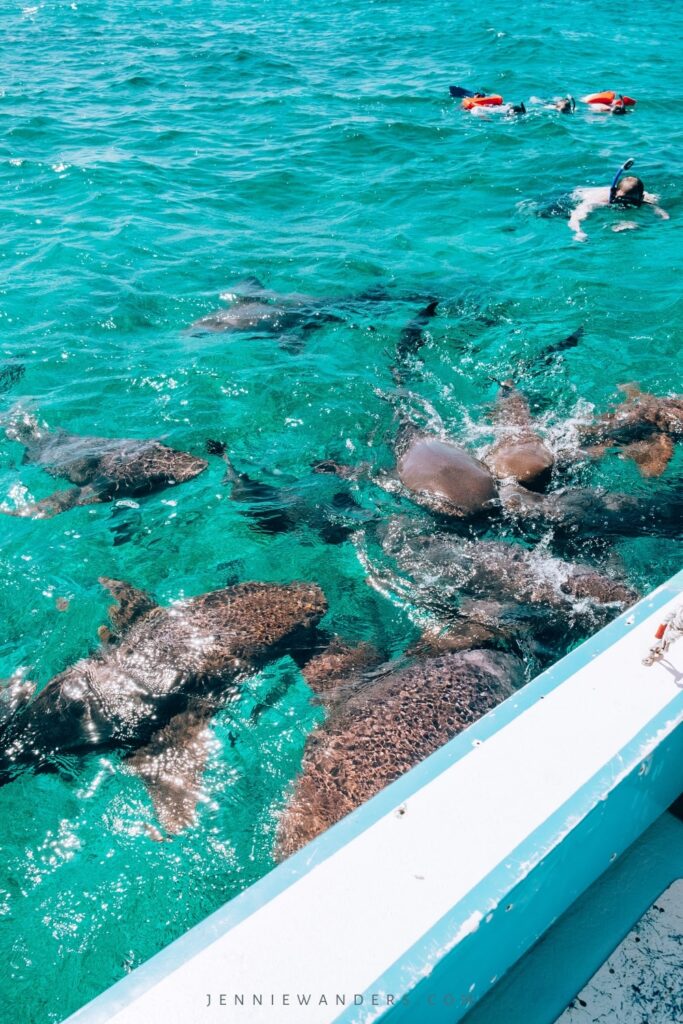 Snorkeling in Caye Caulker Belize