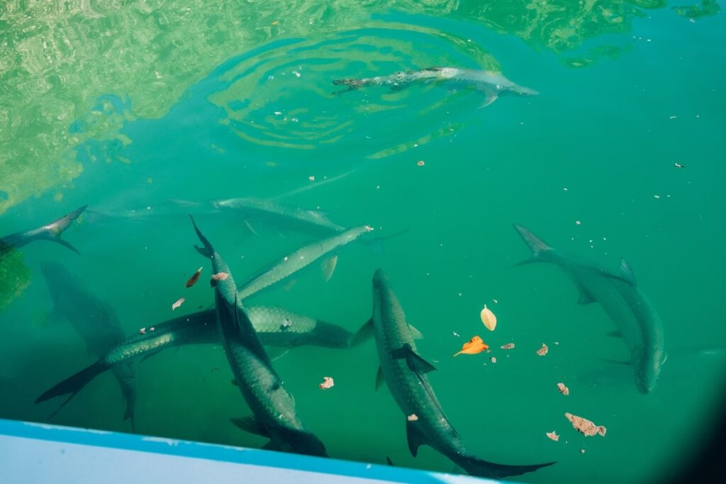 Snorkeling in Caye Caulker Belize