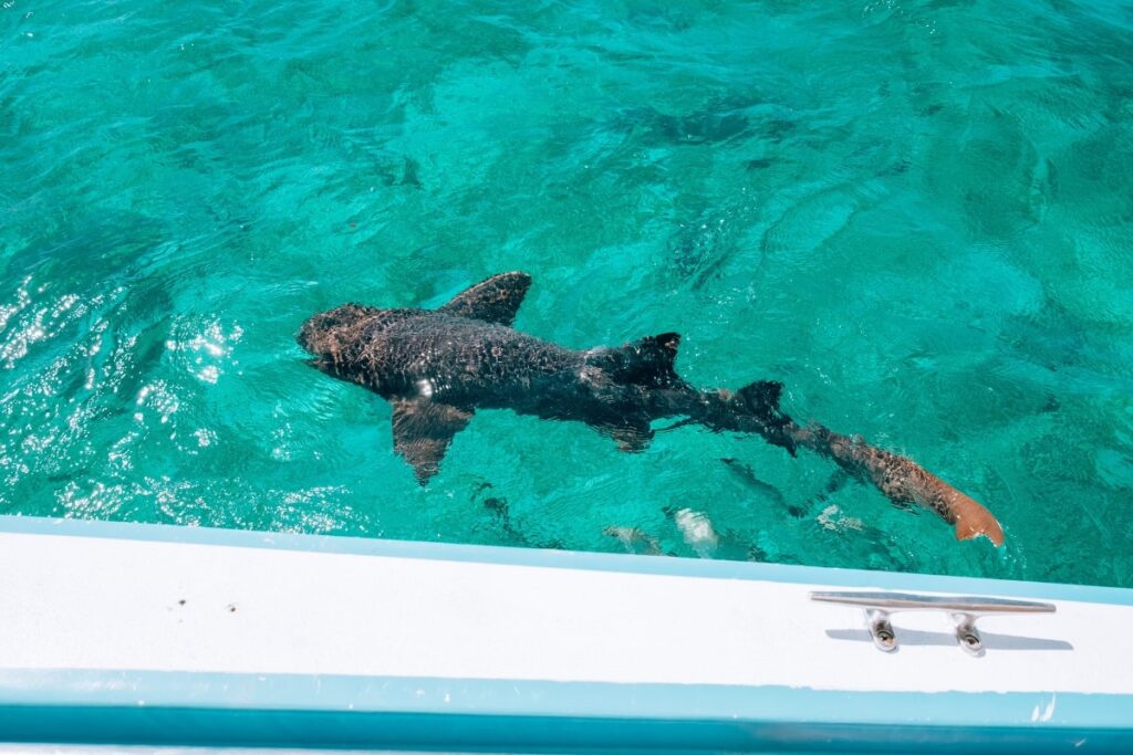 Snorkeling in Caye Caulker Belize