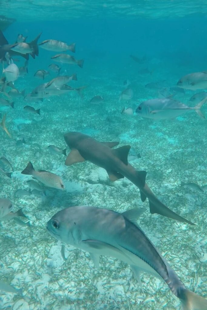 Snorkeling in Caye Caulker Belize