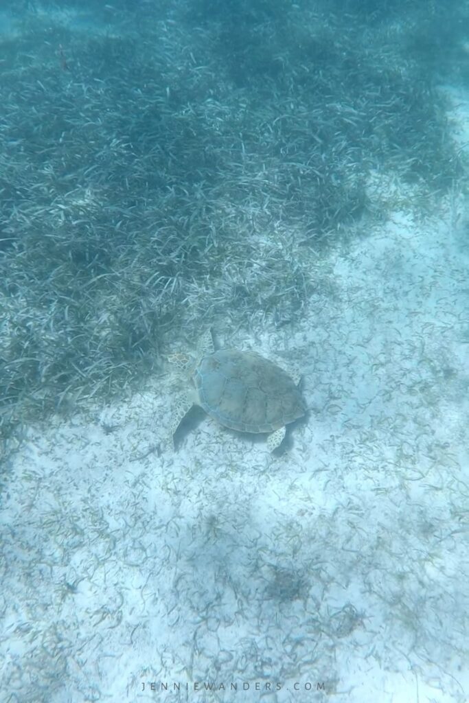 Snorkeling in Caye Caulker Belize