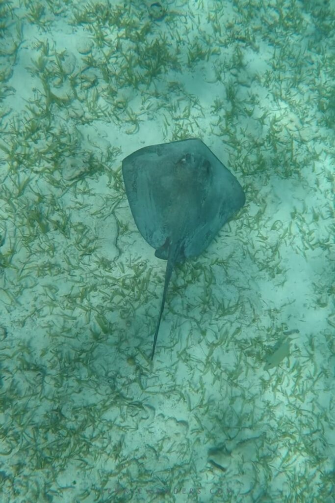 Snorkeling in Caye Caulker