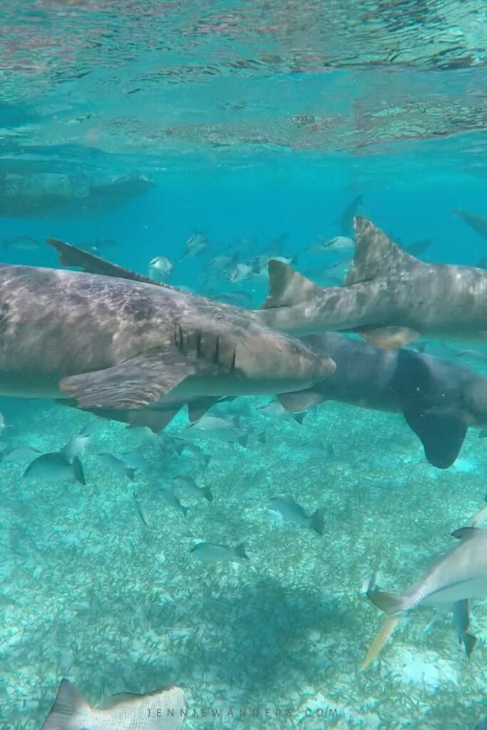 Snorkeling in Caye Caulker