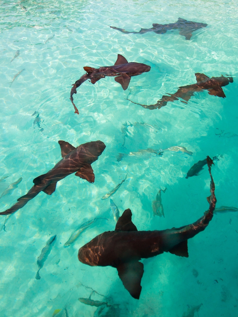 Shark Ray Alley Caye Caulker: Complete Guide (2023)