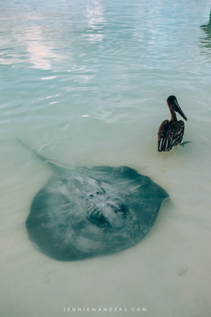 Where To See Stingrays in Caye Caulker