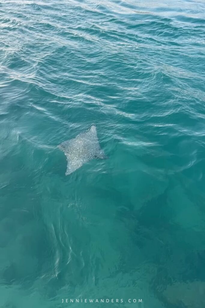 Where To See Stingrays in Caye Caulker