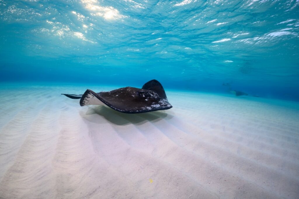 Where To See Stingrays in Caye Caulker