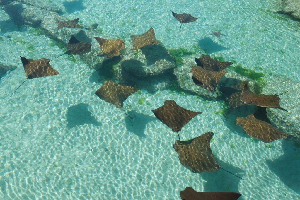 Where To See Stingrays in Caye Caulker